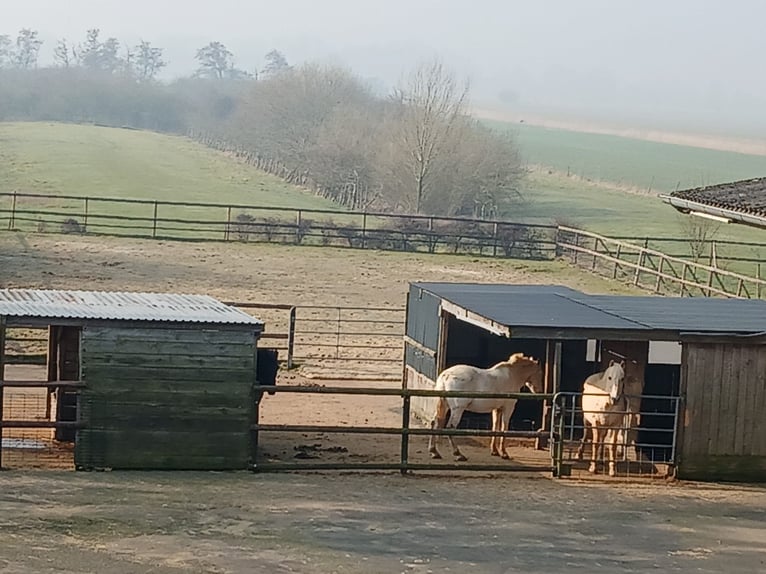 Ferme rénovée entièrement avec 3 hectares de terrain, manège et carrière.