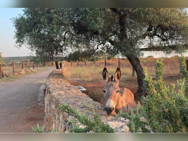 Finca De Ensueño De Más De 90 Ha Cerca De Sevilla