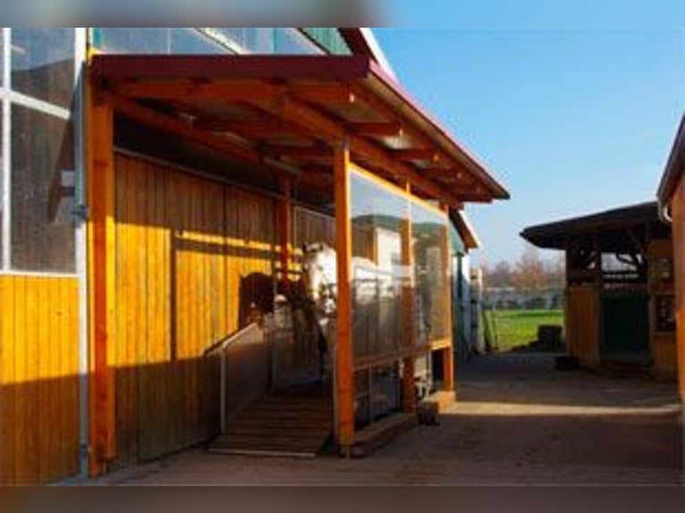 Gepflegte Reitanlage direkt an der Grenze zur Schweiz!