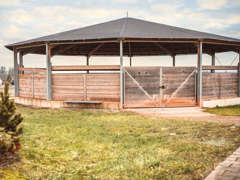 Grande installation équestre XXL pour le sport de haut niveau en Franconie V14177 – sans commission