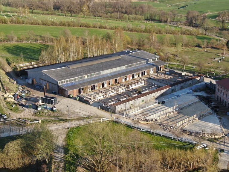 Grosse Reitanlage bei Dresden, 50 - 70 Einstellplätze, 2 Hallen, Dressur-und Springplatz usw