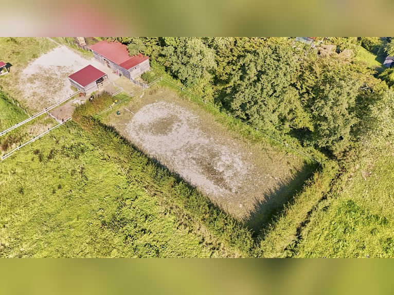 Historischer Gulfhof in Ostfriesland – Erfrischende Kombination aus Ferienwohnungen & Pferdehaltung!