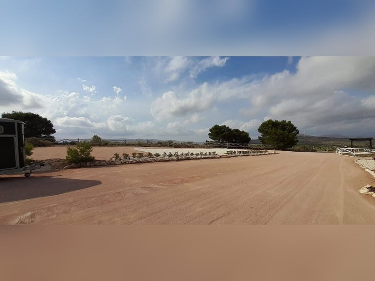 IDYLLISCHE WESTERNRANCH MIT TOURISMUS LIZENS AN DER COSTA BLANCA