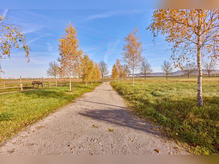 Immeuble commercial à Herrenberg – Clinique équine neuve avec plusieurs bureaux !