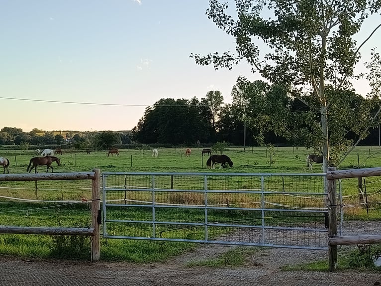 Kürmerhof Hit Active Stable
