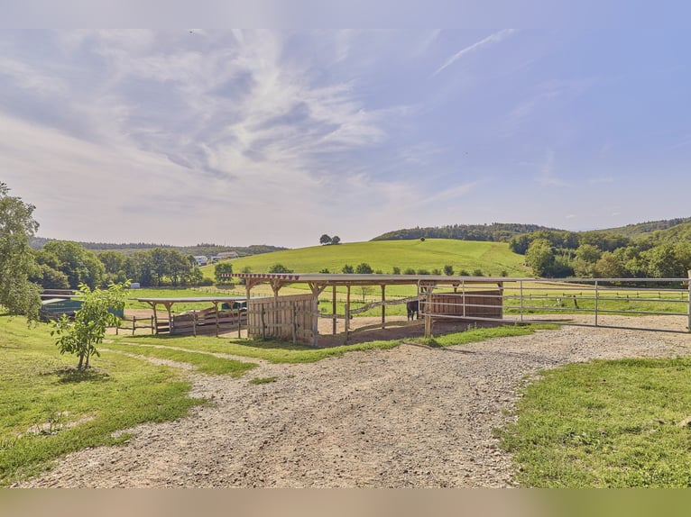 Leben in einer Symbiose mit den Pferden – gepflegte Reitanlage in Geisenheim im beliebten Rheingau!