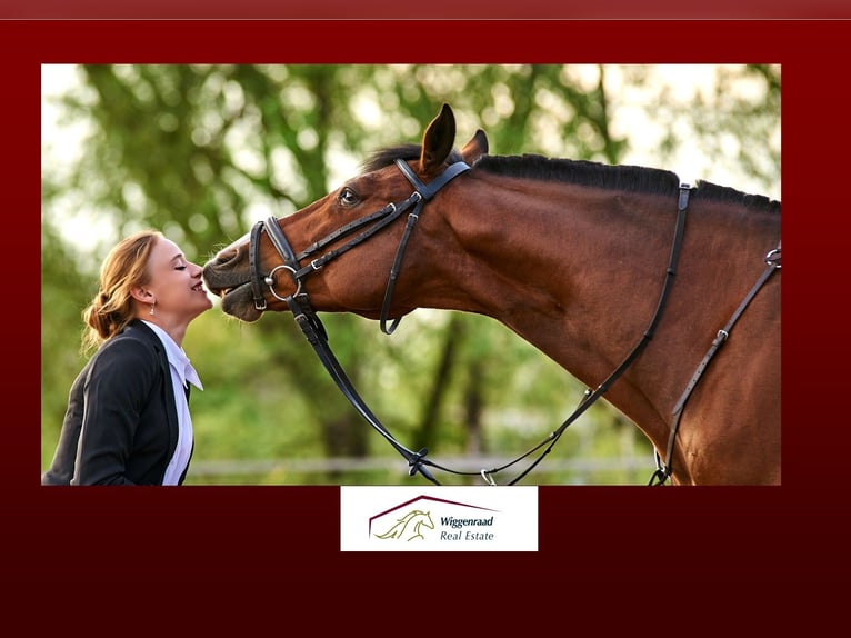 **Luxuriöses Pferdeanwesen in bester Lage** - Schweiz