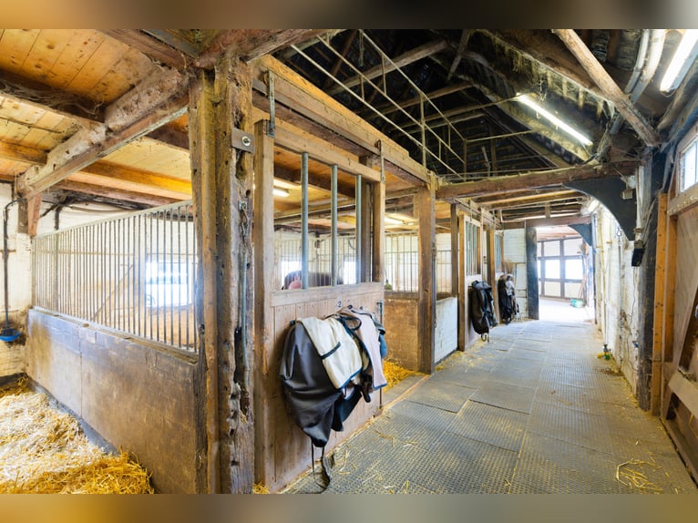 Magnifique élevage équestre d'environ 7,5 hectares, doté d'une carrière indoor, d'un manège d'entraî