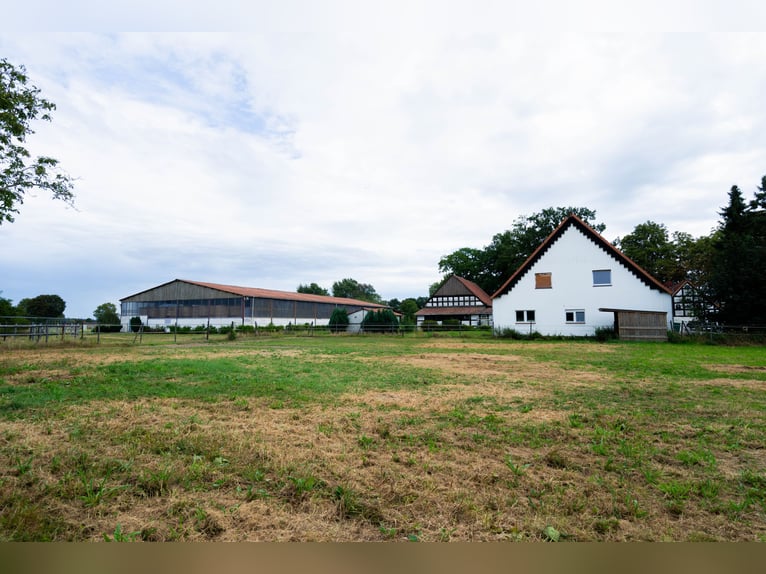 Magnifique élevage équestre d'environ 7,5 hectares, doté d'une carrière indoor, d'un manège d'entraî