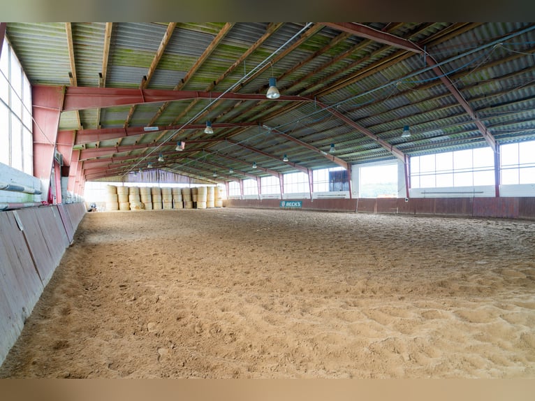 Magnifique élevage équestre d'environ 7,5 hectares, doté d'une carrière indoor, d'un manège d'entraî