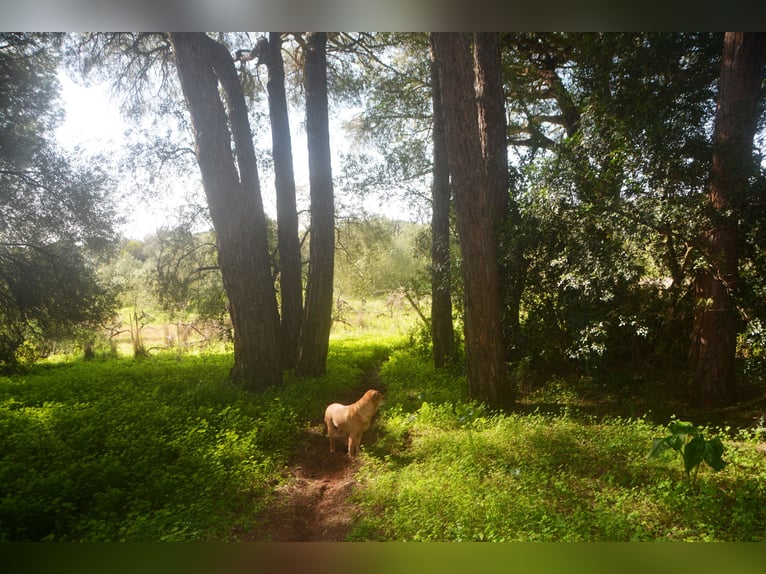 Magnifique finca au cœur d'une nature magnifique