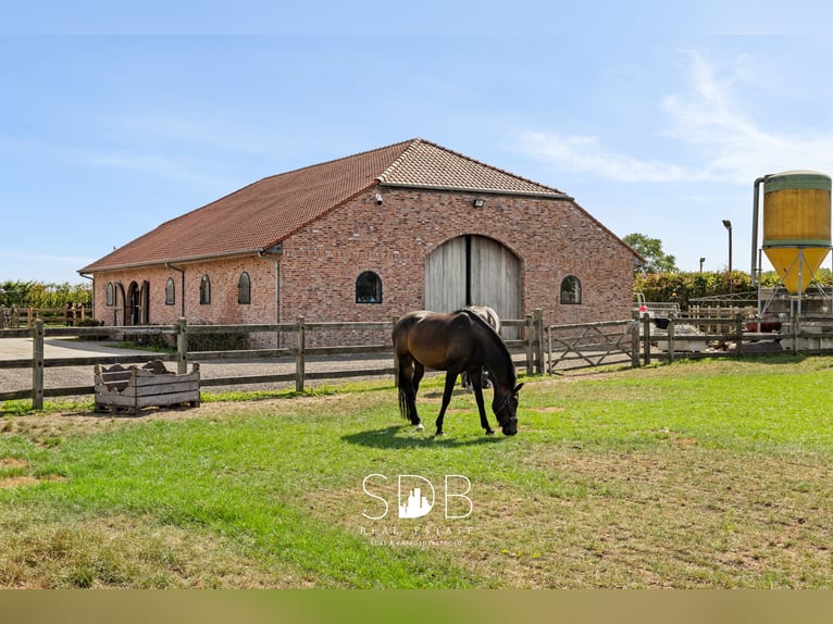 Magnifique propriété rurale avec installations équestres sur 2,59 hectares à Anvers | Belgique