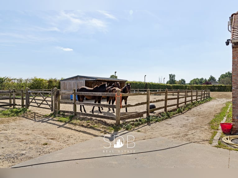 Magnifique propriété rurale avec installations équestres sur 2,59 hectares à Anvers | Belgique