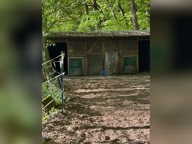 Maison avec écurie, rond de longe et manège, située dans un quartier calme en périphérie du village