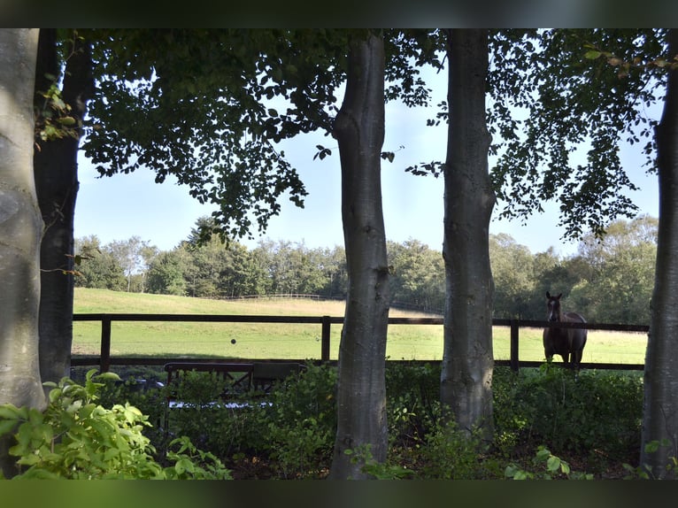 Maison rénovée avec 6 boxes pour chevaux, manège, paddocks avec clôture en bois (8 hectares de terra