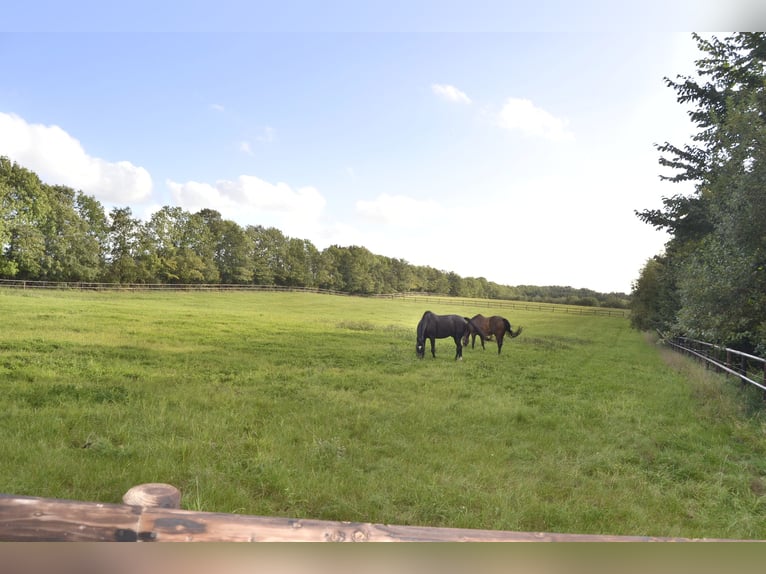 Maison rénovée avec 6 boxes pour chevaux, manège, paddocks avec clôture en bois (8 hectares de terra