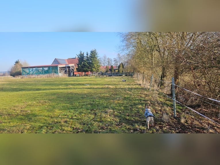 Paradis équestre - Haras romantique avec manège, 6 boxes et maison d'habitation