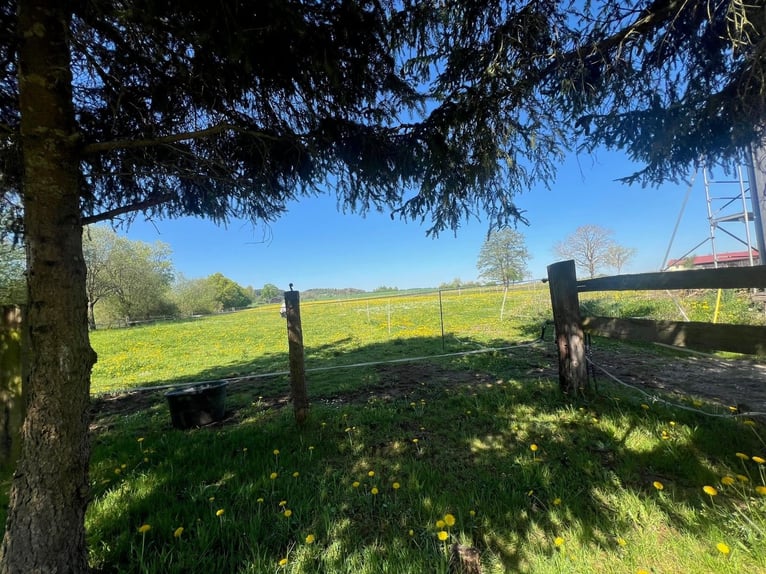 Paradis équestre - Haras romantique avec manège, 6 boxes et maison d'habitation