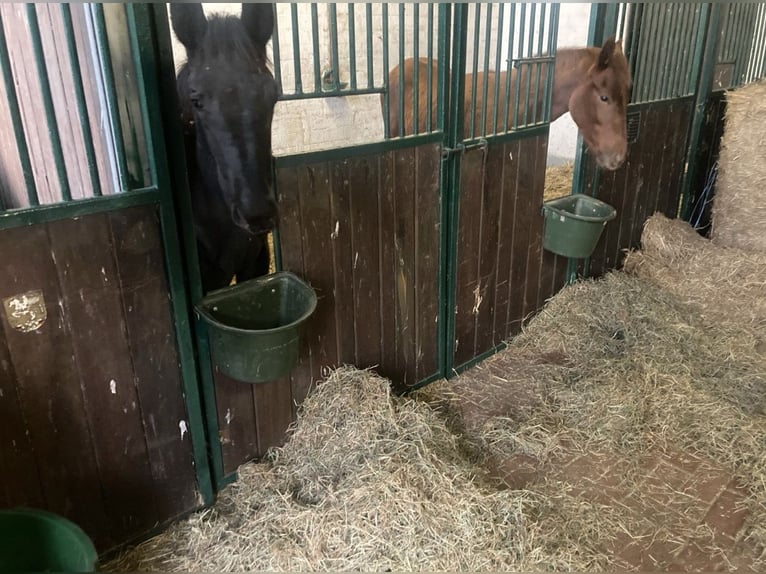 Pâturages pour chevaux