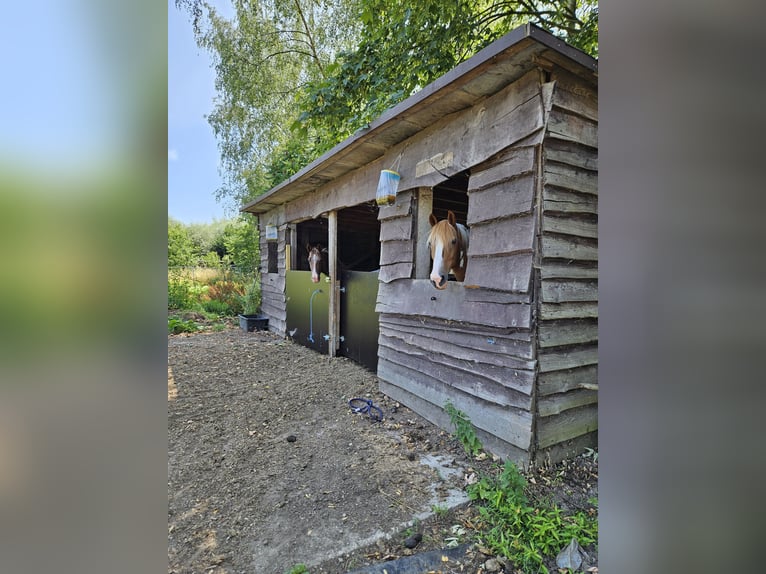Préau avec boxes pour chevaux sur une superficie de 1,43 ha - 9310 Aalst