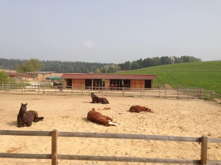 Premium-Reitanlage in Niederbayern -Perfekte Symbiose aus Eleganz +Funktionalität f. Mensch +Pferd