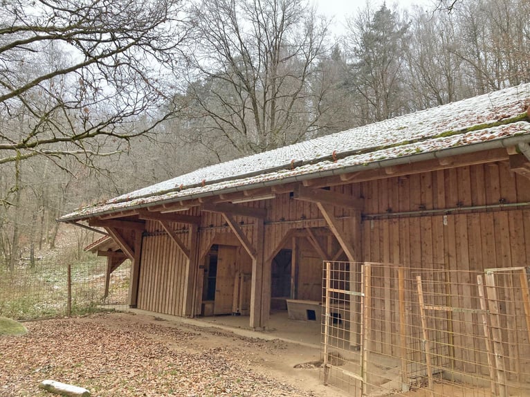 Privates Anwesen, ruhig im Grünen in Alleinlage gelegen, ideal für Pferde- und Naturfreunde