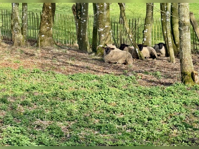 Propriété de rêve avec toit en chaume sur 1,8 hectare près de Sylt