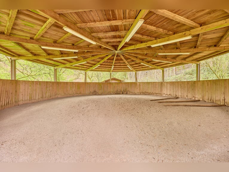 Propriété équestre à vendre dans la Sarre – Haras situé en pleine nature avec un manège moderne !
