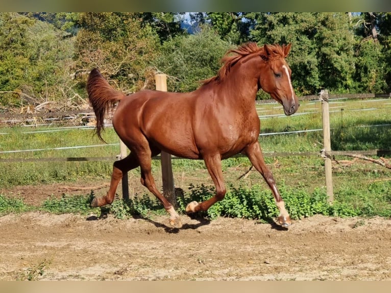 Propriété équestre clé en main privée près de Tallinn – 16,5 ha de terrain, écurie, chevaux et matér