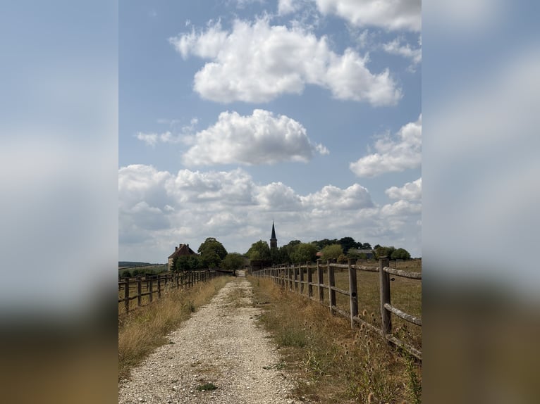 Propriété équestre exceptionnelle d'environ 34 hectares de pâturages arrondis avec vue panoramique d