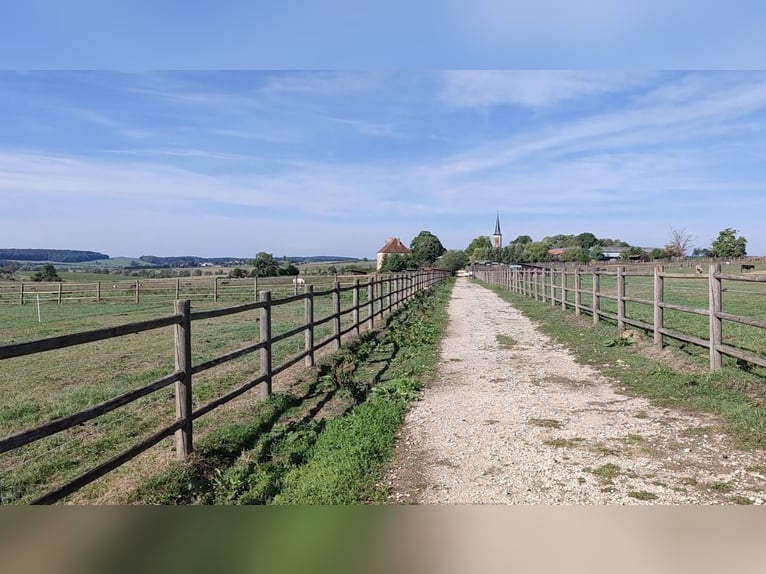 Propriété équestre exceptionnelle d'environ 34 hectares de pâturages arrondis avec vue panoramique d