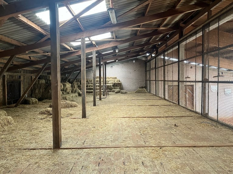 Propriété équestre exceptionnelle en Palatinat – 5,8 hectares, maison, écuries, manège, carrière, pa