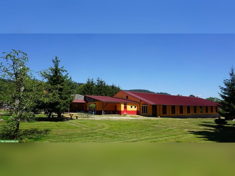 Propriété équestre exclusive dans les Vosges