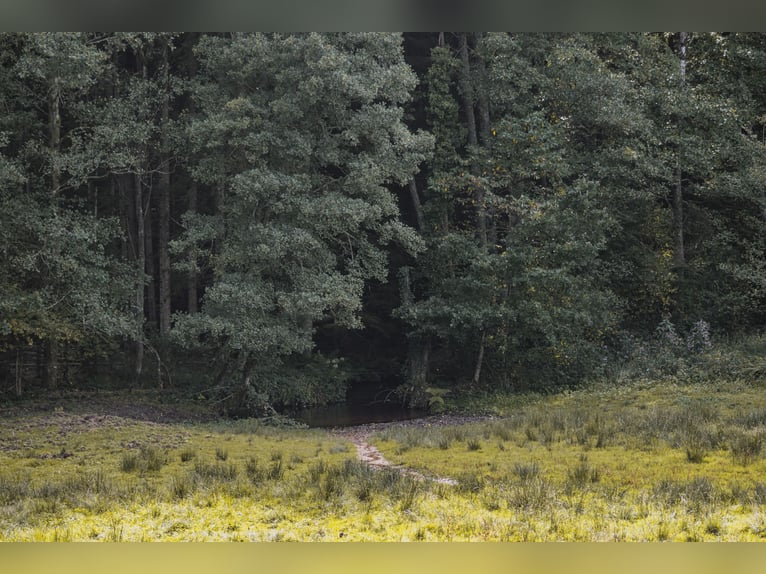 Propriété équestre exclusive dans les Vosges