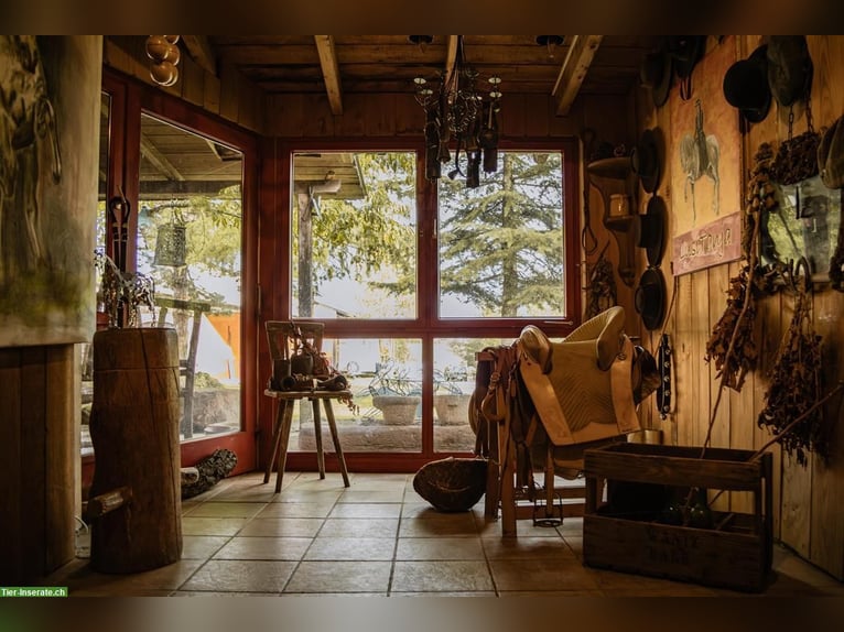 Propriété équestre exclusive dans les Vosges