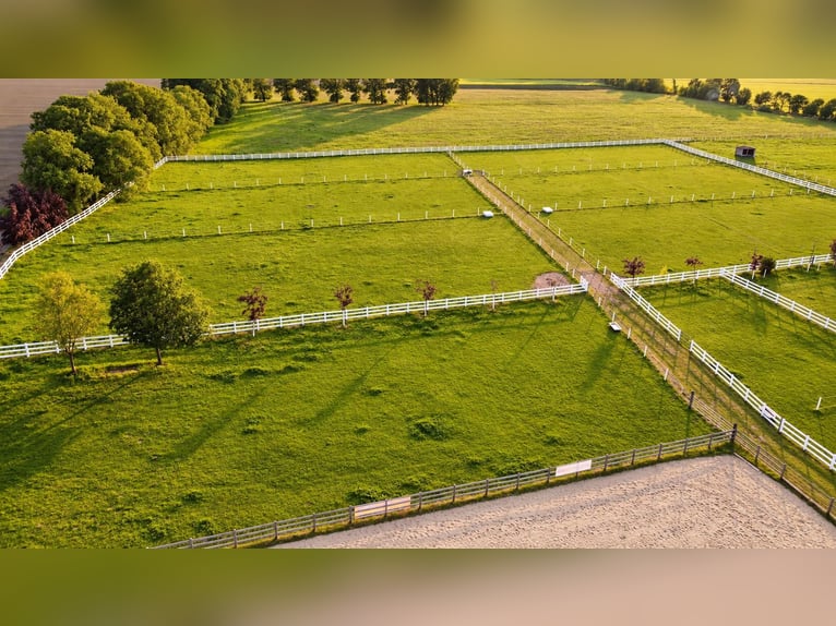 Propriété équestre moderne sur 3,4 ha – manège couvert, 13 boxes, chambre de sel et 2 carrières