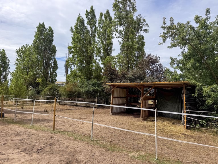 Propriété équestre spacieuse avec une maison d'habitation exceptionnelle, comprenant cinq unités rés