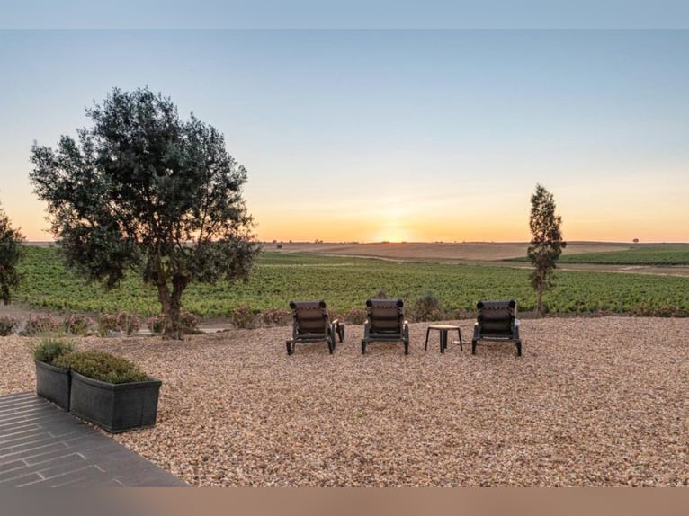 Propriété magnifique avec vignobles et hébergement pour le tourisme œnologique.