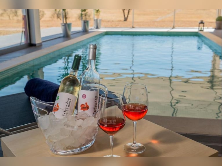 Propriété magnifique avec vignobles et hébergement pour le tourisme œnologique.