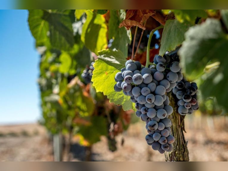 Propriété magnifique avec vignobles et hébergement pour le tourisme œnologique.