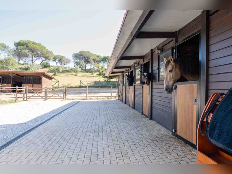 Propriété privée exclusive dans le « Triangle d'Or », Portugal