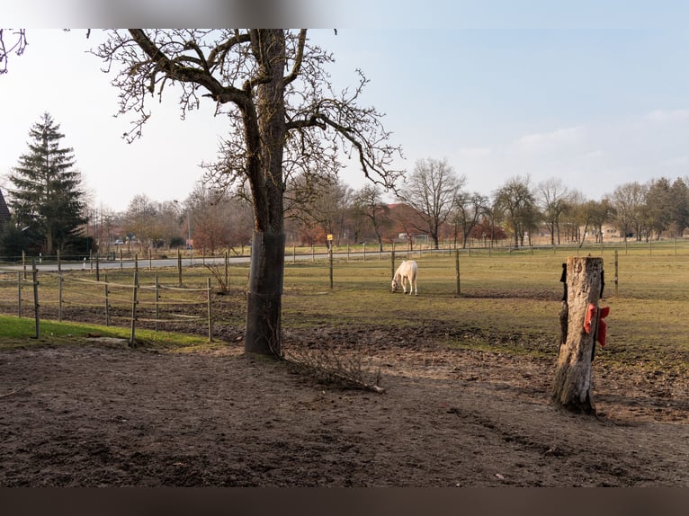 Propriété spacieuse avec élevage de chevaux, appartement de vacances, terrains à bâtir et diverses p