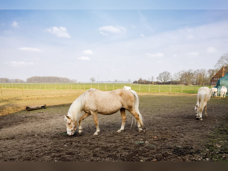 Propriété spacieuse avec élevage de chevaux, appartement de vacances, terrains à bâtir et diverses p