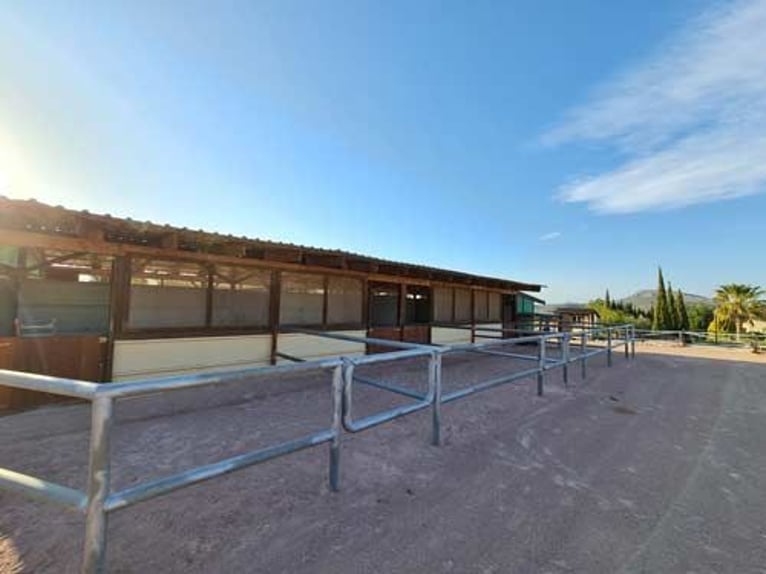 Ref2523SS SPANIEN, Alicante, Monóvar - gut eingeführte Pferde-Gäste-Ranch zu verkaufen!