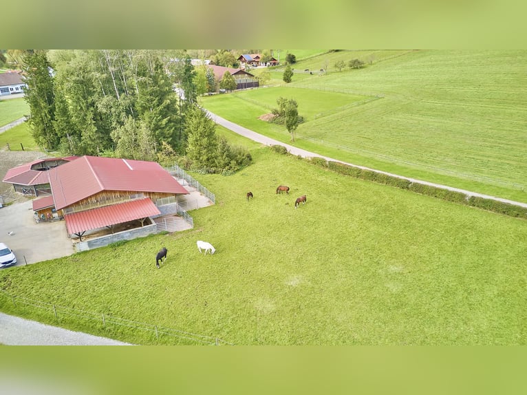 Reitanlage im Allgäu in malerischer Natur- Leben zwischen Bergen und Wäldern!