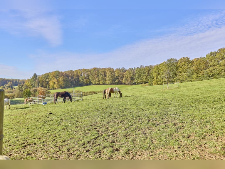 Reitanlage in Baden-Württemberg zu verkaufen – Malerische Alleinlage in der Nähe von Göppingen!