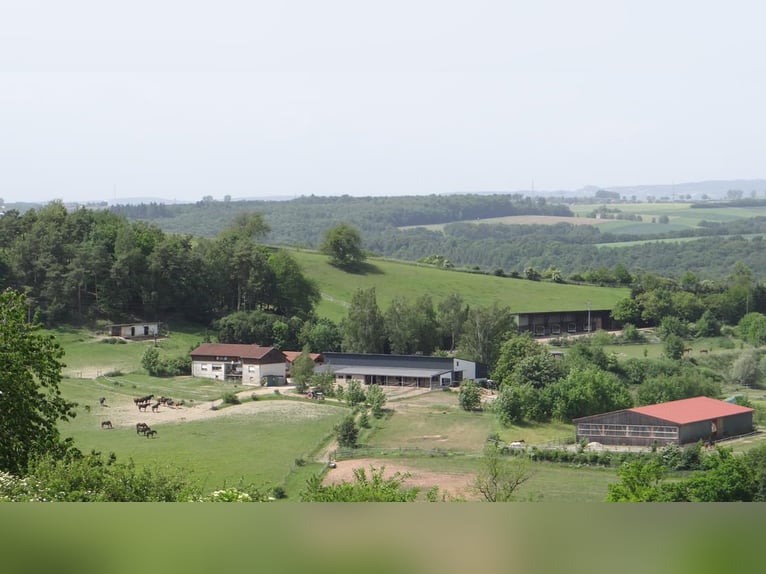 Reitanlage mit 18ha Eigengrund bei Zweibrücken