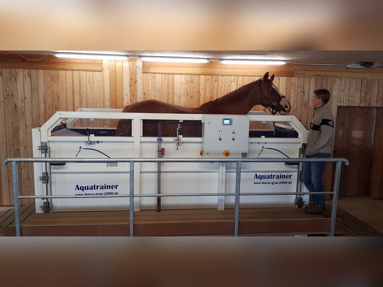 Reitanlage mit Wohnhaus, arrondierten Flächen und moderner PV-Anlage