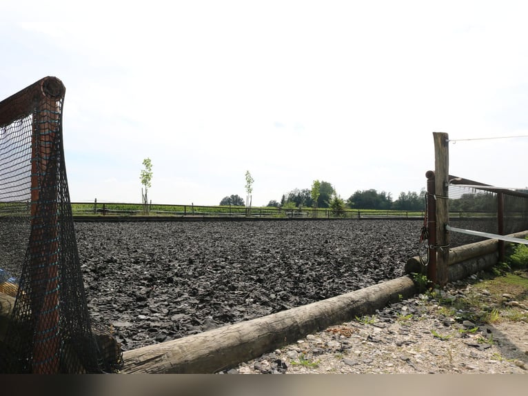Reitanlage mit Wohnhaus, arrondierten Flächen und moderner PV-Anlage