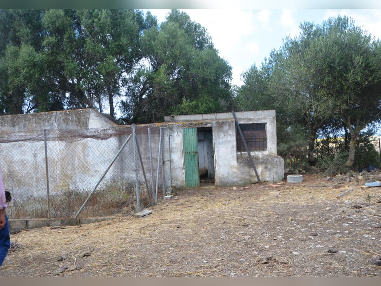 Schöne Finca, Haus ist renoviert, Pferdehaltun